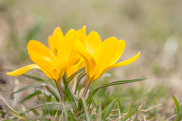 crocus
