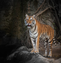 Portrait of a Royal Bengal tiger
