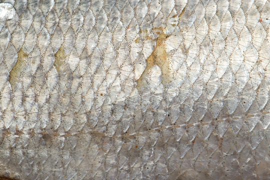 background of fish scales. macro