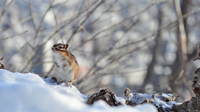 野生のエゾシマリス