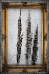 textured old paper background with Guineafowl feather