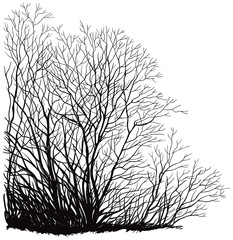 vector  trees without leaves. Hand drawn