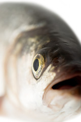 fish head. macro