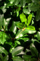 Leaves