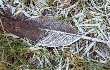 frozen grass