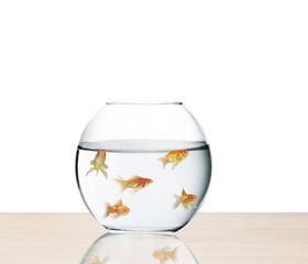 goldfish jumping out of  water