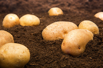 Potatoes on the ground outdoors