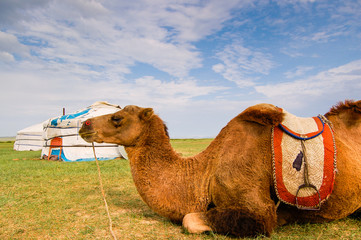 Camel lying in front of yurt