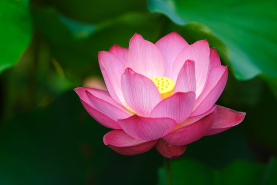 Fototapeta 一輪の蓮の花