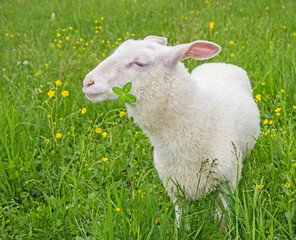 Fototapeta premium sheep on a meadow