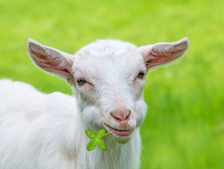 Obraz premium goat eating grass