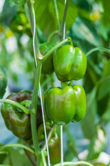 green sweet pepper in greenhouse