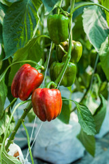 Red sweet peppers in greenhouse
