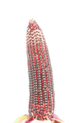 purple corn