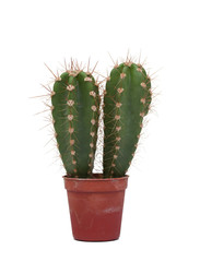 Thorny cactus plant isolated