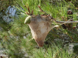Nest von Schmetterlingsraupen, Kreta, Griechenland