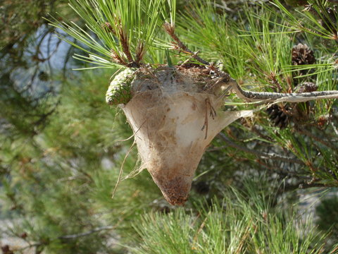 Nest von Schmetterlingsraupen, Kreta, Griechenland