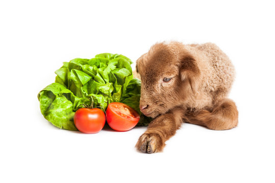 Lamb isolated on white background with salad as vegetarian habit