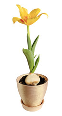 Yellow tulip bloom on white background (Tulipa kaufmanniana Joha