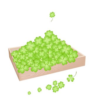recommend clip art: A Lot of Shamrock in Wooden Container