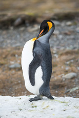 Fototapeta premium King Penguin preening, South Georgia, Antarctica.