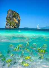 Fototapeta premium Beautiful landscape and underwater fish