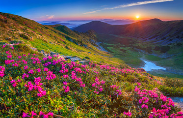 Fototapeta na wymiar Magic pink rhododendron flowers in the mountains.