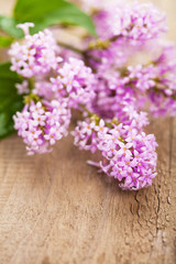 lilac flowers over wooden background