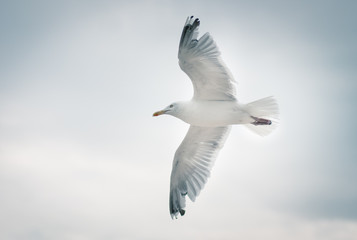 Bottom view of flying seagull