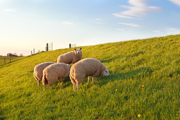 moutons paissant sur les pâturages de printemps verts