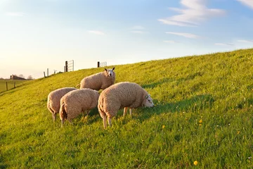 Tableaux ronds sur plexiglas Anti-reflet Moutons moutons paissant sur les pâturages de printemps verts