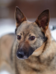 Portrait of a  mongrel.