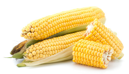 Fresh raw corn cobs isolated on the white background