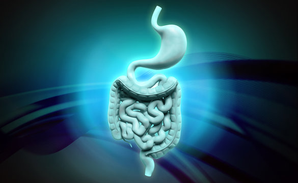 human digestive system
