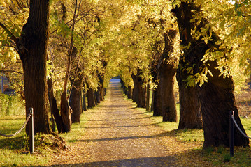 Paisaje de un camino de árboles.