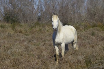 Camargue horse