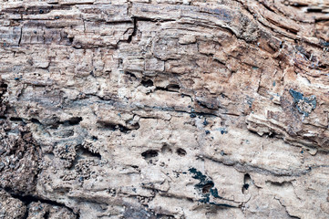 rotten wood