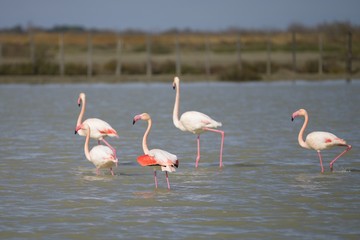Greater Flamingo (Phoenicopterus roseus), Camargue  - France