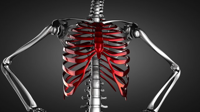 Human chest model rotate