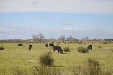 View of a group of Camargue bull (Taureau de Camargue ) - France