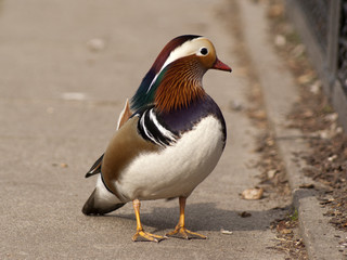 kaczka