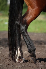 Fototapeta premium Close up of horse legs