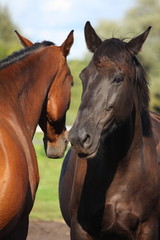 Two horses playing with each other