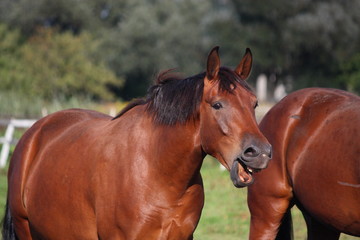 Brown horse laughing out loud