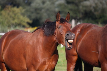 Fototapeta premium Brown horse laughing out loud