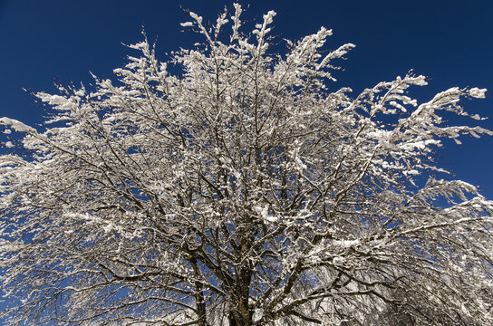 Frozen tree on blue sky