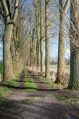 Trackway between tall bare trees