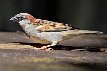 Sparrow