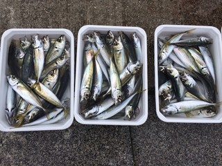 Olta İle Yakalanmış İsttavritler © askihuseyin