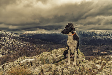 Border Collie dog sitting on rock with snow covered mountains in